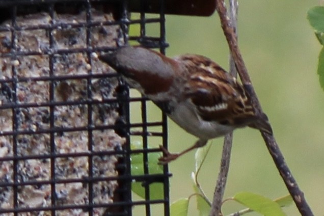 House Sparrow - ML620359593