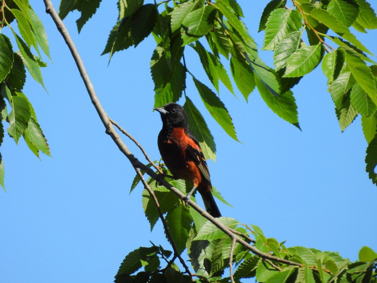 Oriole des vergers - ML620359597