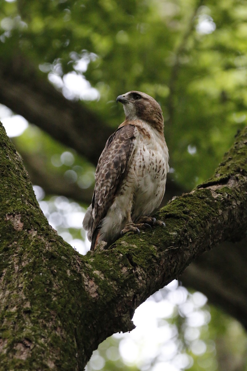 Red-tailed Hawk - ML620359599