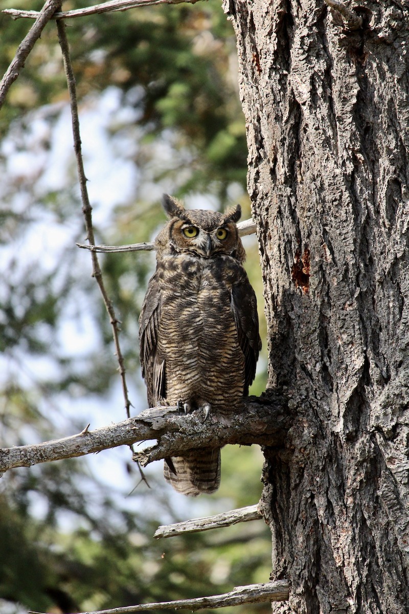 Great Horned Owl - ML620359601