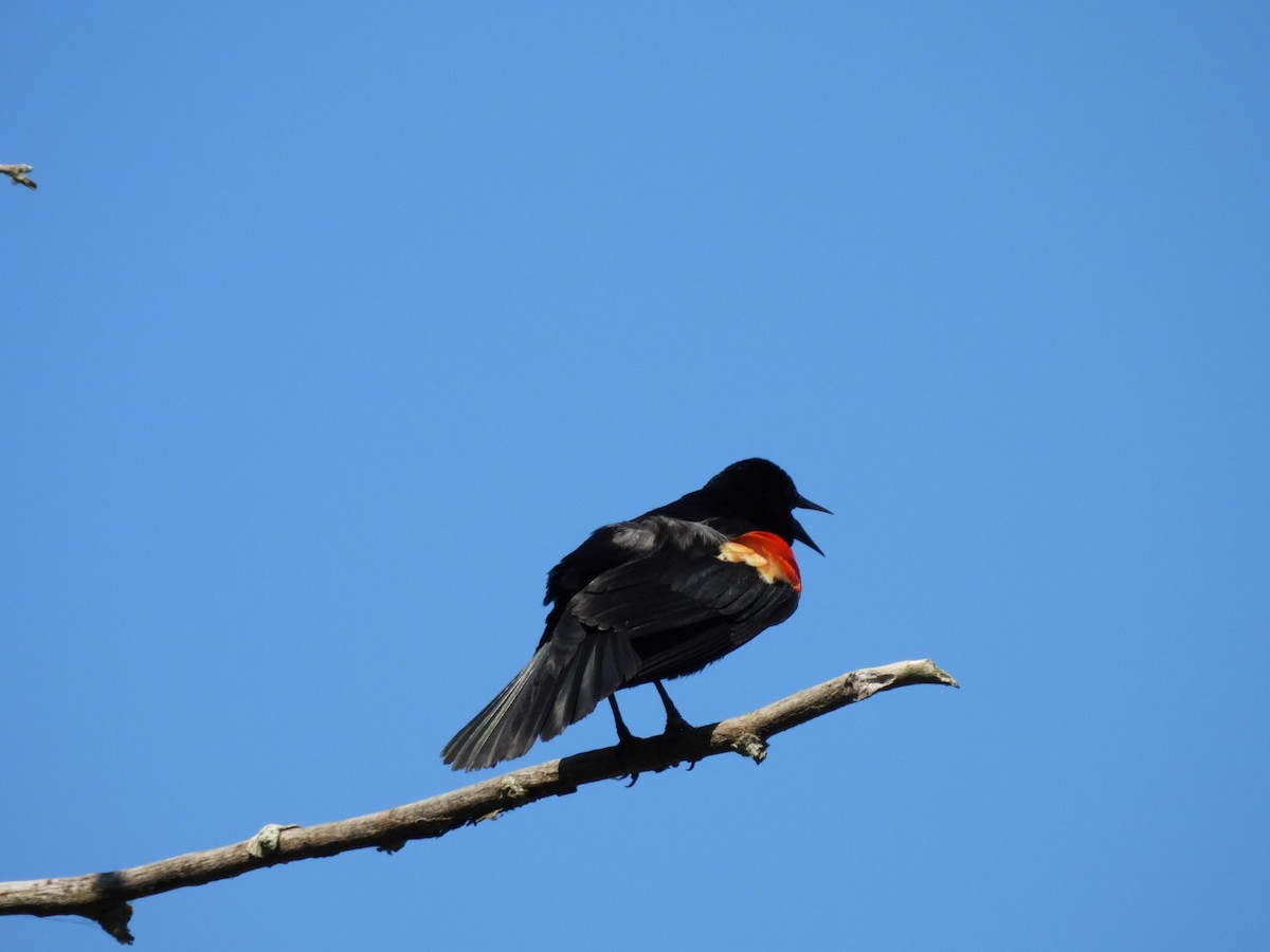 Red-winged Blackbird - ML620359611