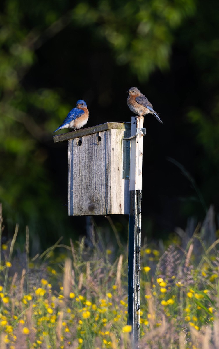 Eastern Bluebird - ML620359612