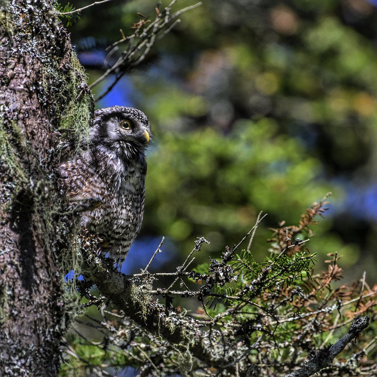 Northern Hawk Owl - ML620359613