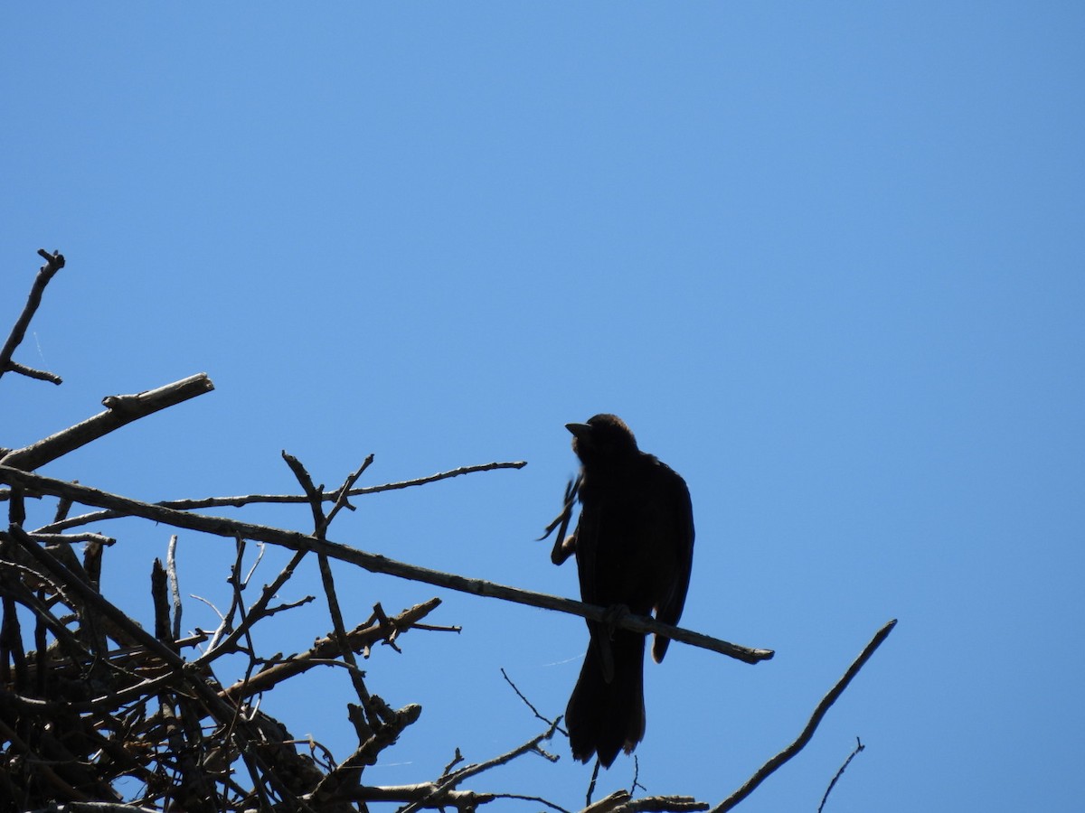 Common Grackle - ML620359615