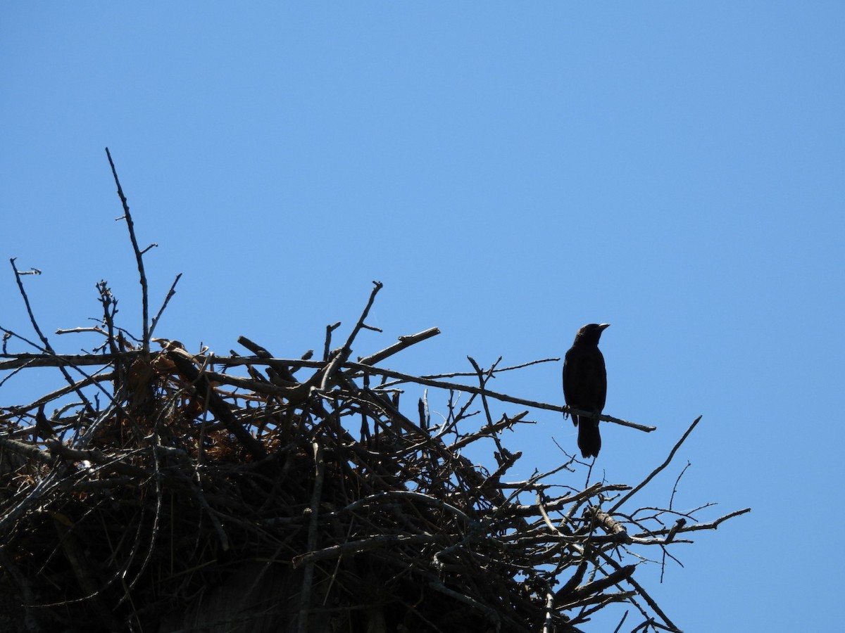 Common Grackle - ML620359616