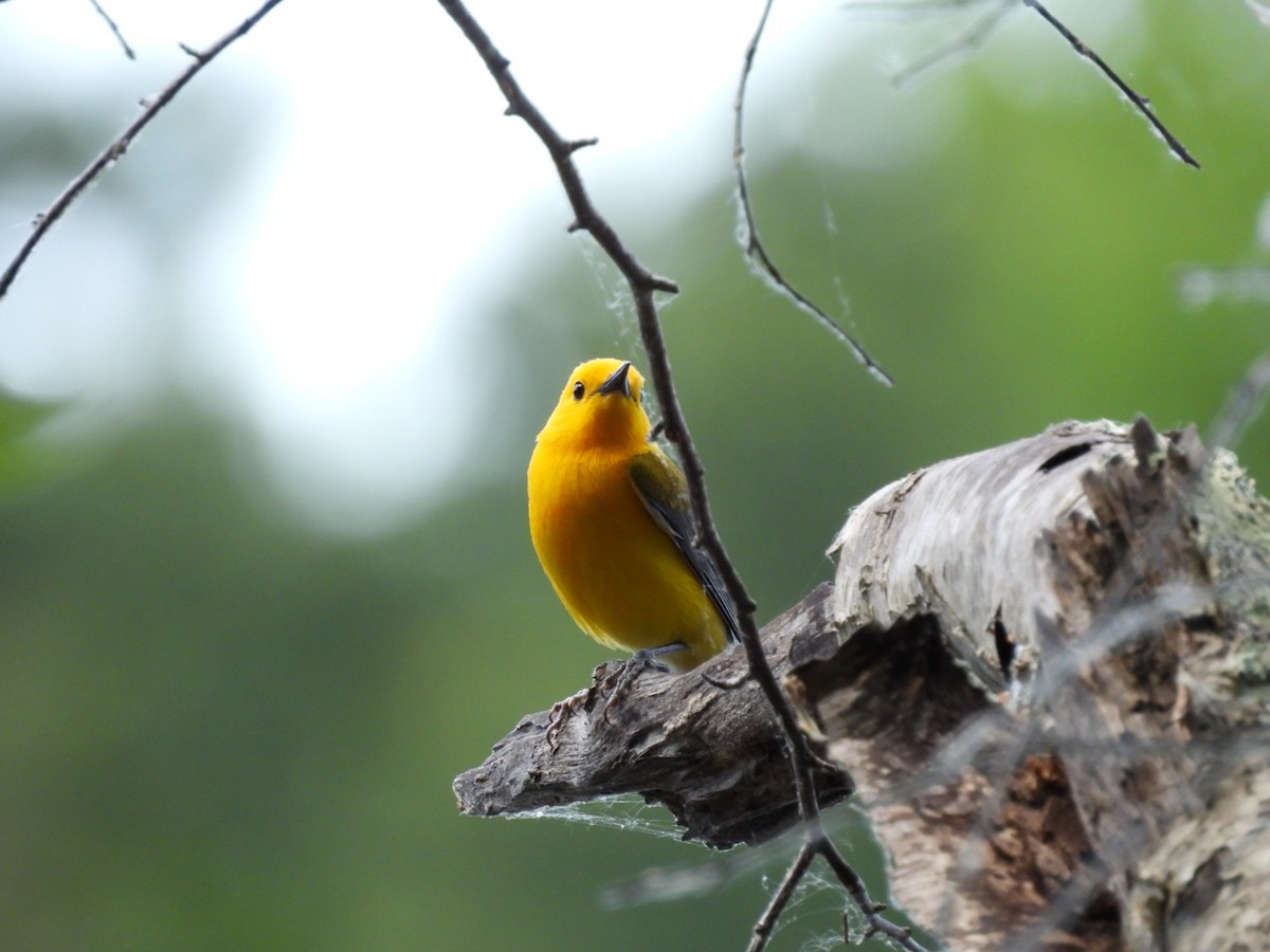 Prothonotary Warbler - ML620359622