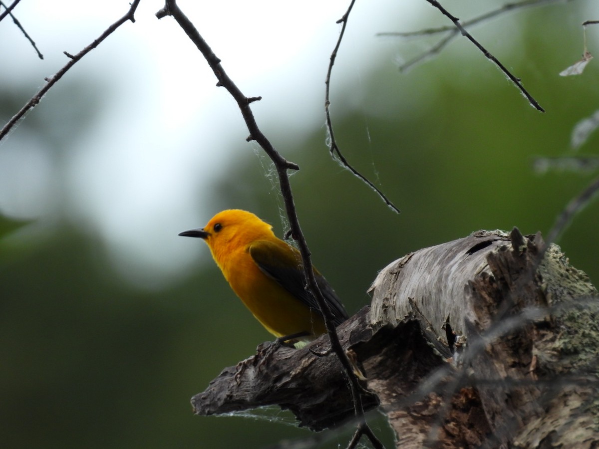 Prothonotary Warbler - ML620359623