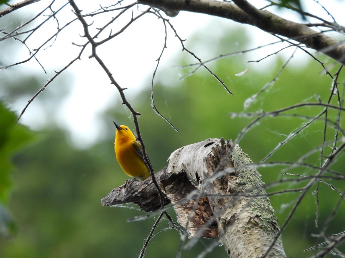 Prothonotary Warbler - ML620359624