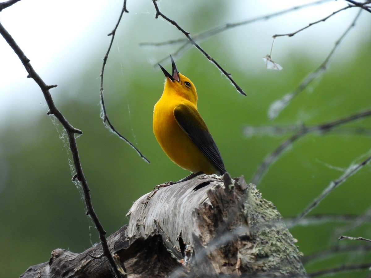 Prothonotary Warbler - ML620359625