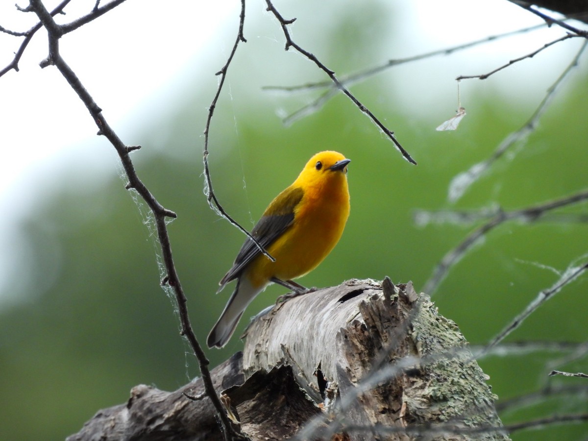 Prothonotary Warbler - ML620359626