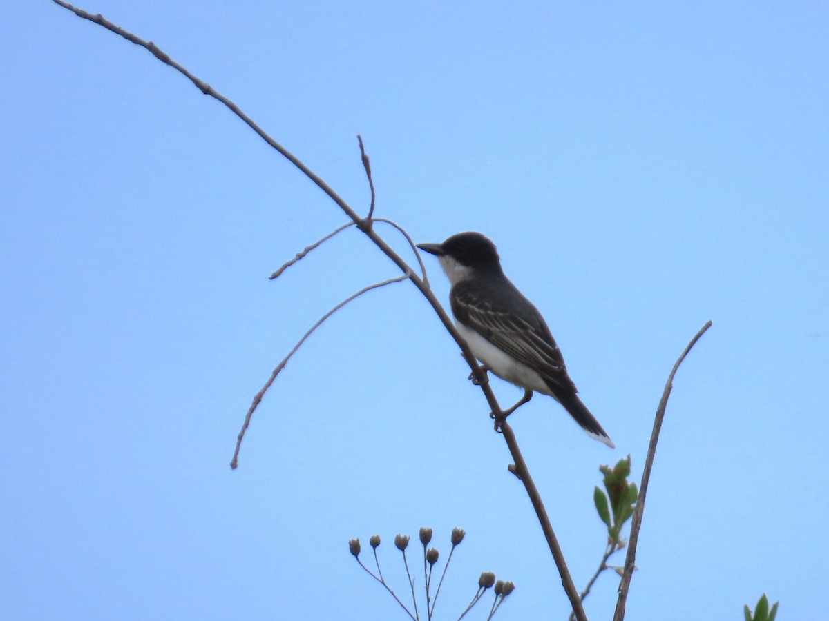 Eastern Kingbird - ML620359628