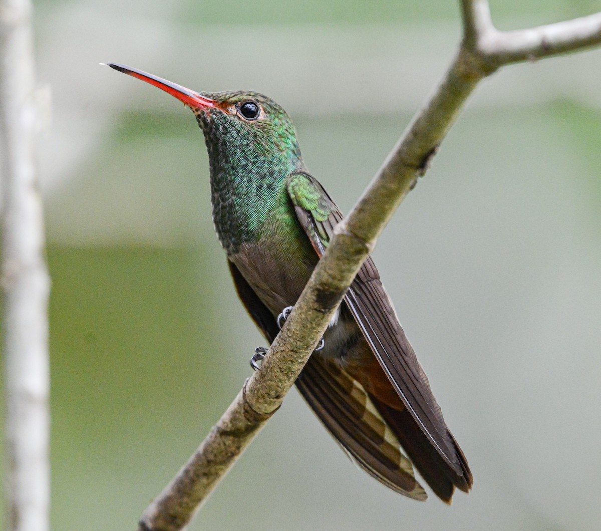 Rufous-tailed Hummingbird - ML620359629