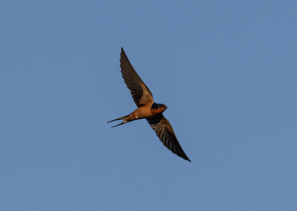 Barn Swallow - ML620359634