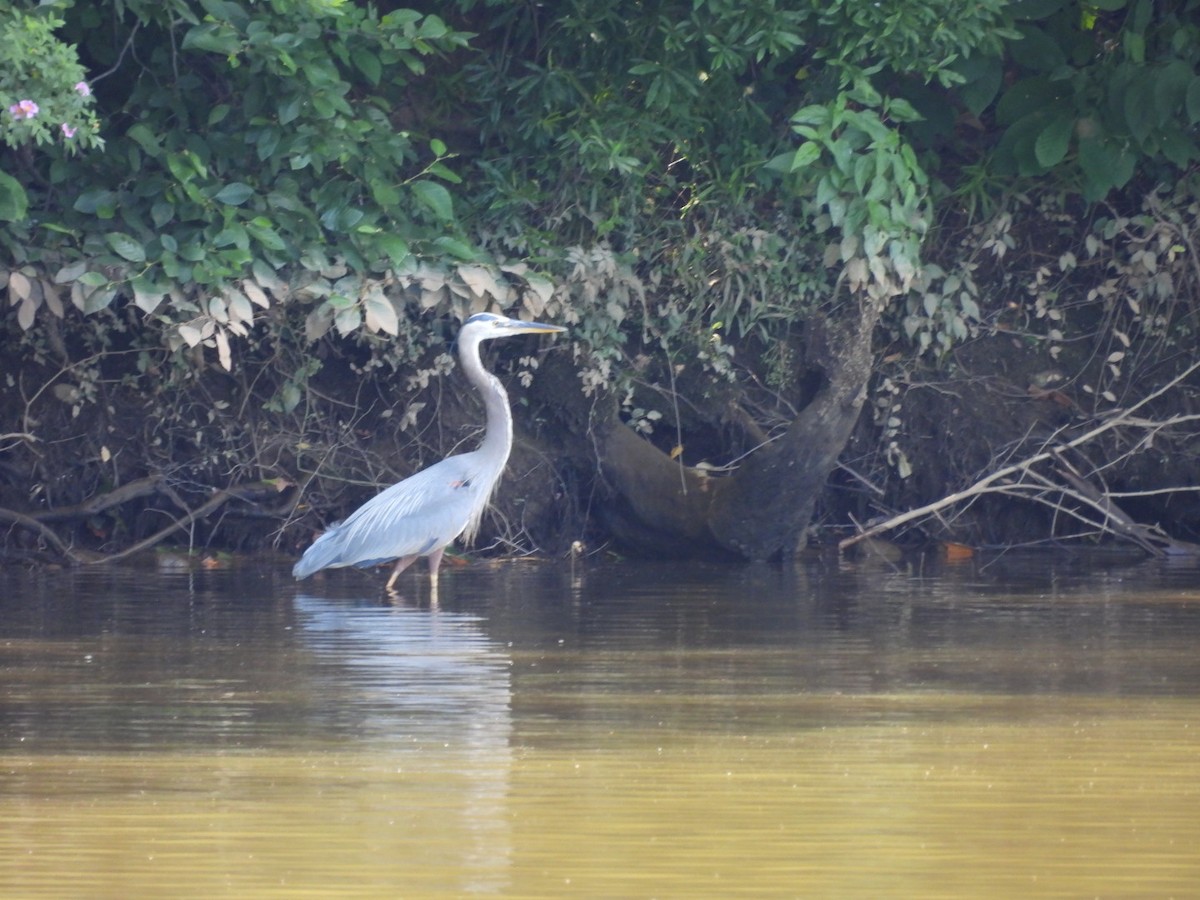 Great Blue Heron - ML620359636