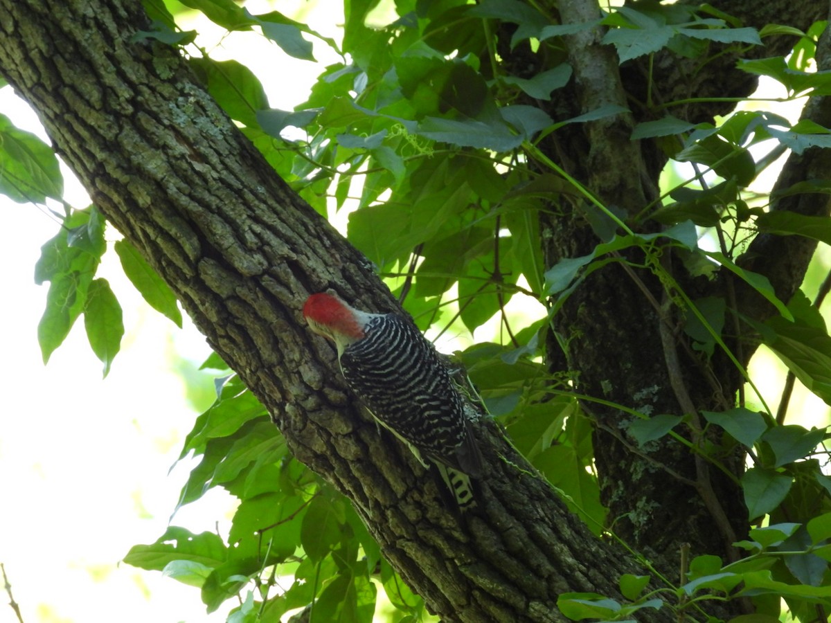 Red-bellied Woodpecker - ML620359661