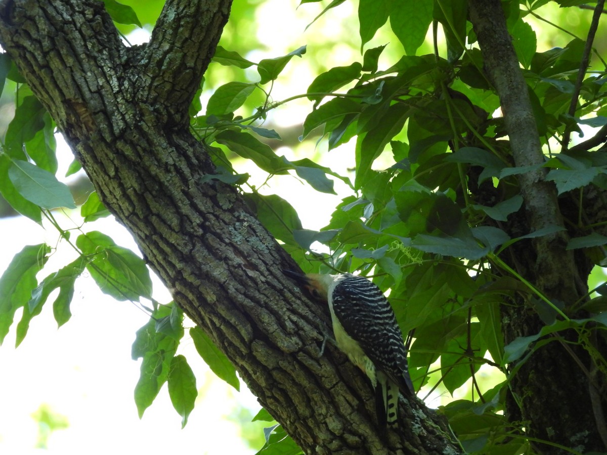 Red-bellied Woodpecker - ML620359662