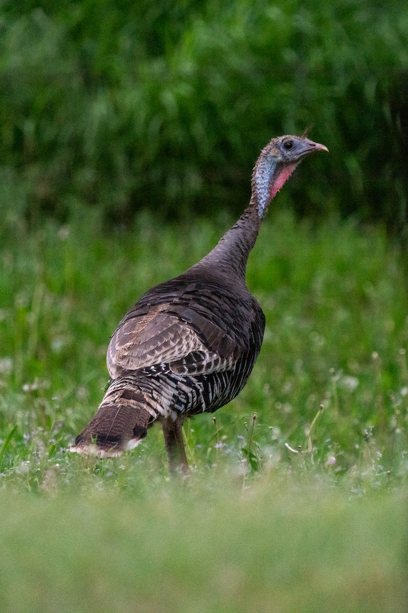 Wild Turkey - ML620359670