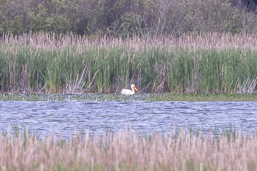 American White Pelican - ML620359686