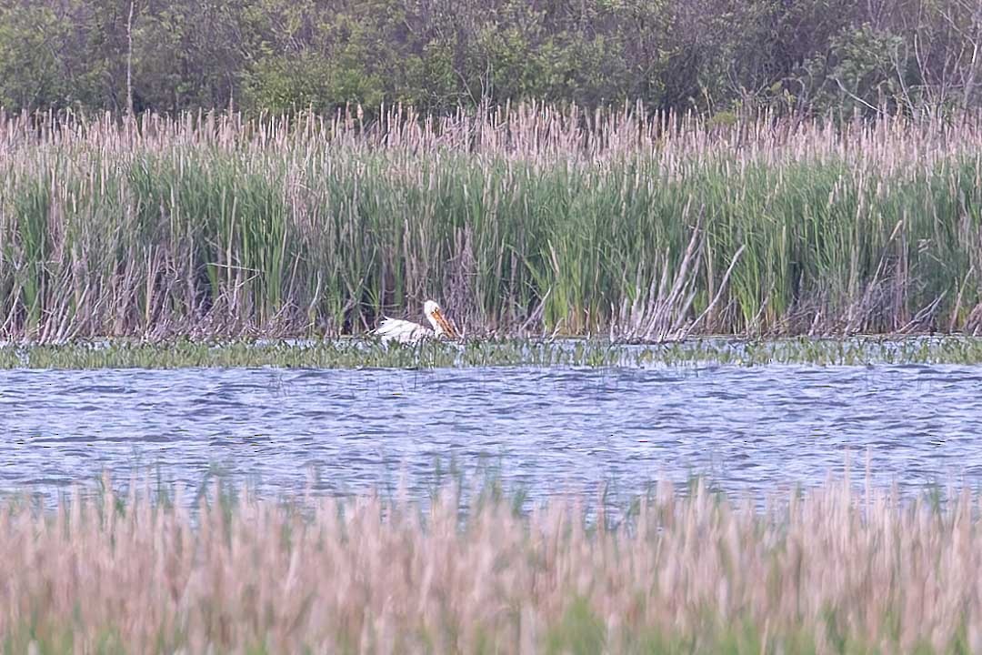 American White Pelican - ML620359687