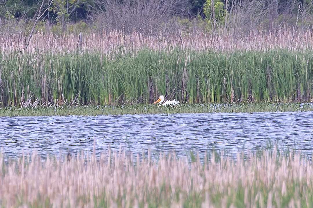 American White Pelican - ML620359688