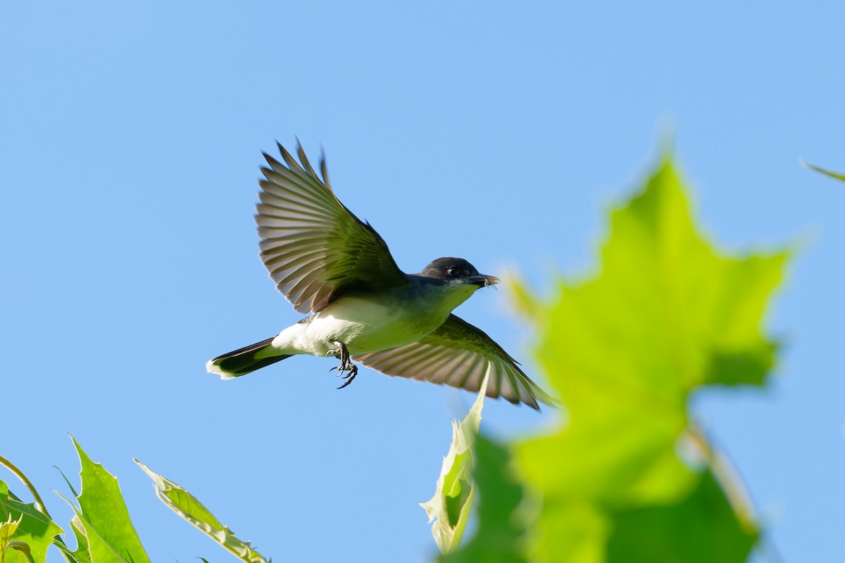 Eastern Kingbird - ML620359696