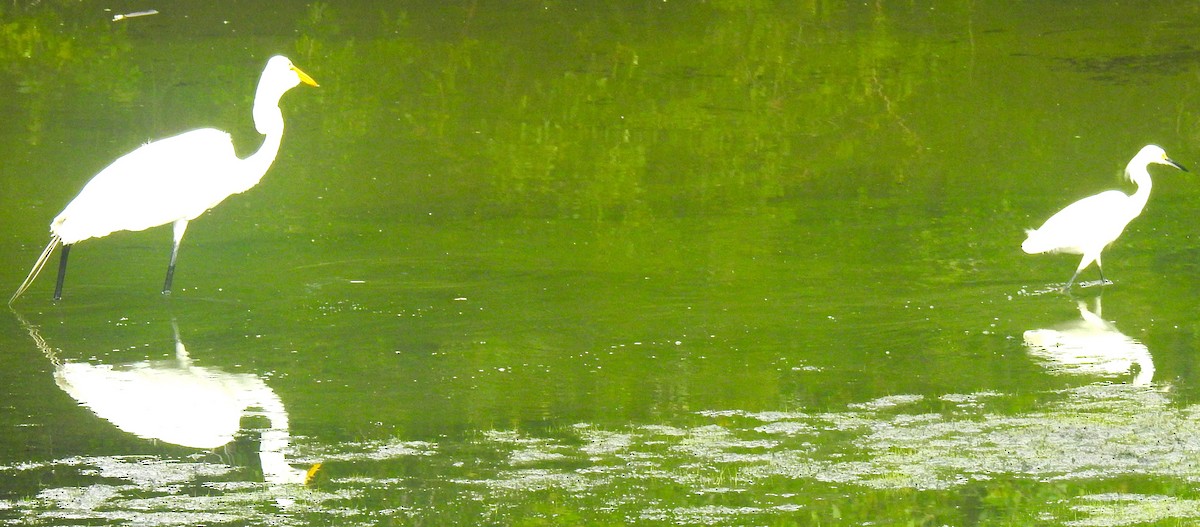 volavka bílá (ssp. egretta) - ML620359710