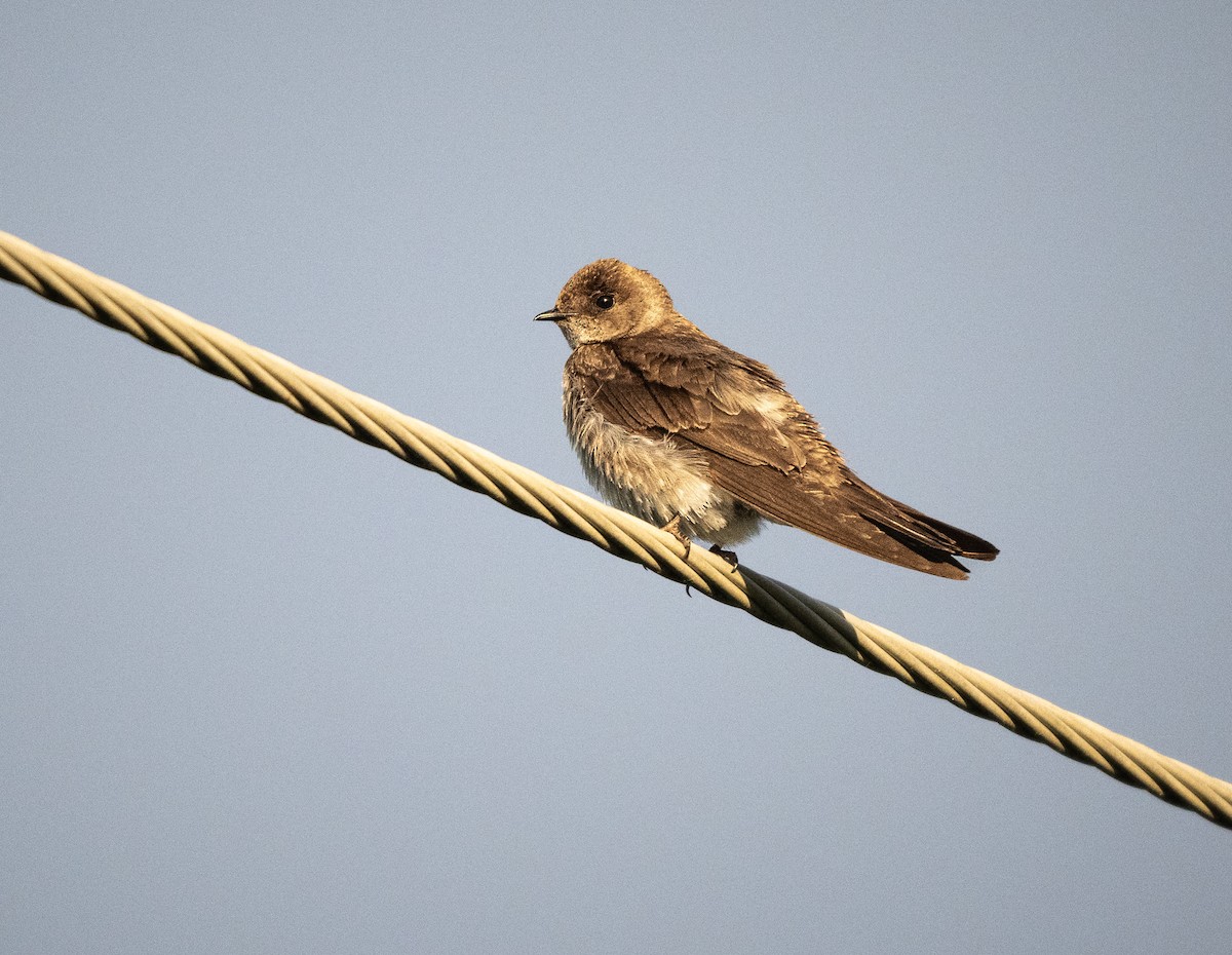 Northern Rough-winged Swallow - ML620359719