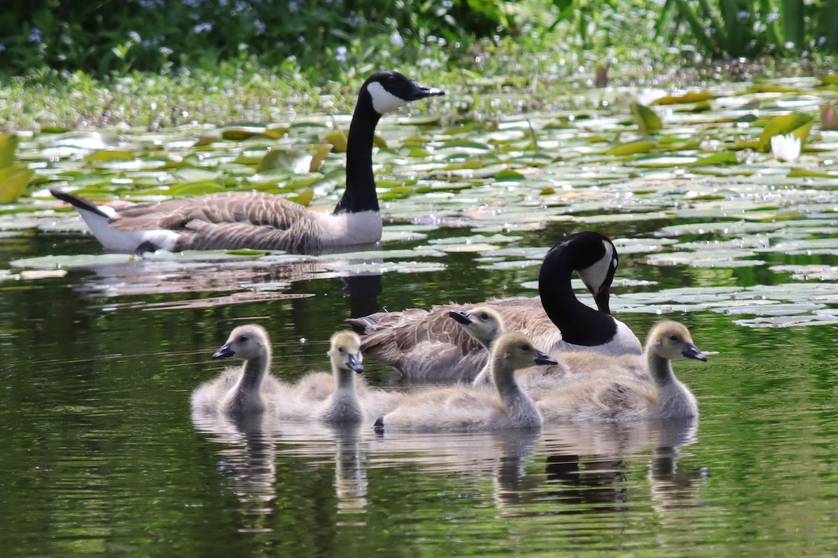 Canada Goose - ML620359722