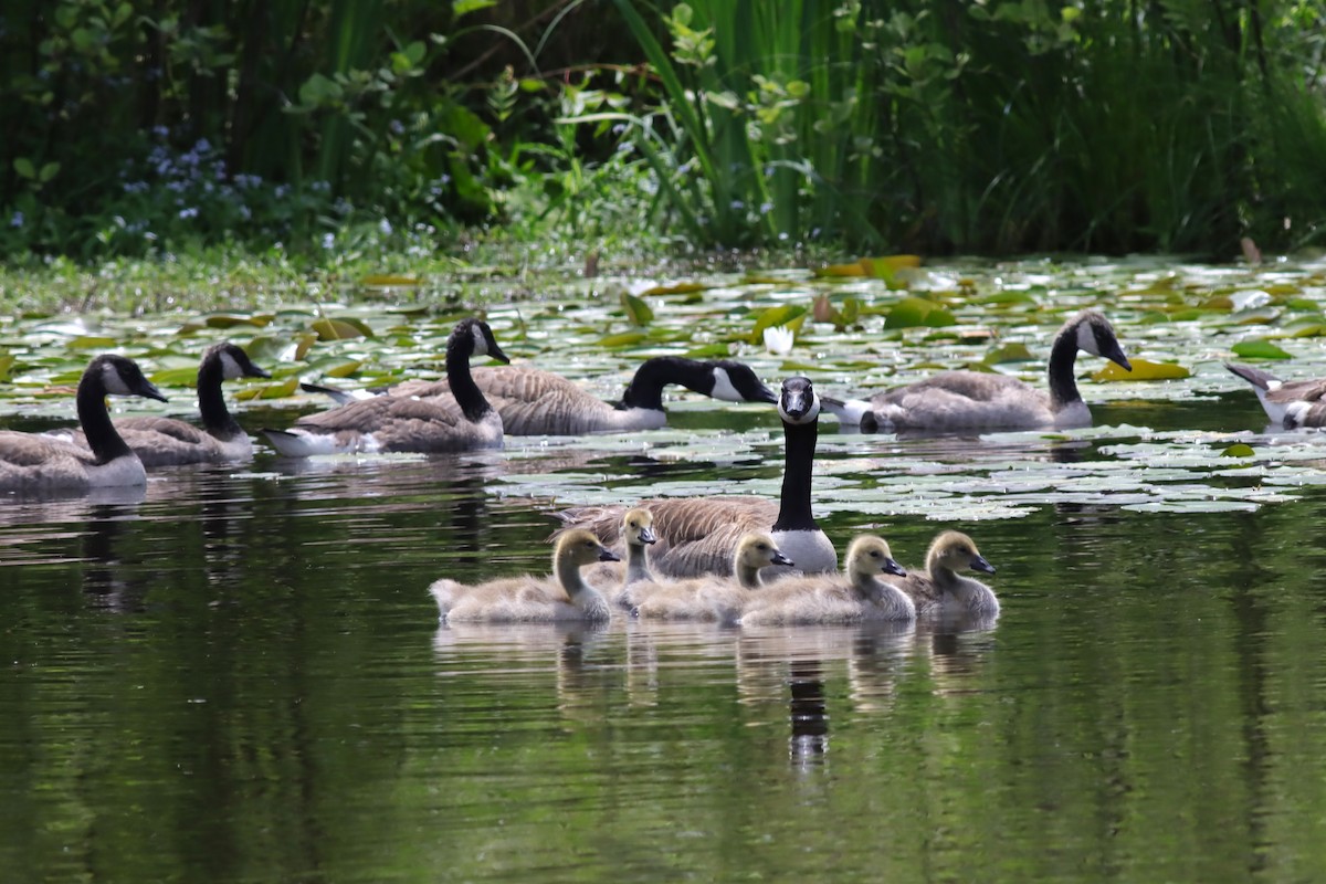 Canada Goose - ML620359723