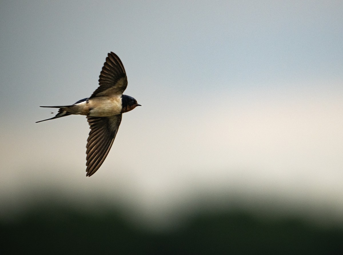 Barn Swallow - ML620359731