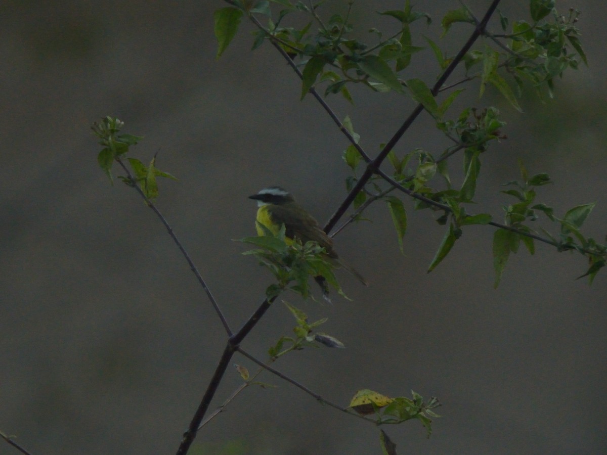 Social Flycatcher - ML620359735