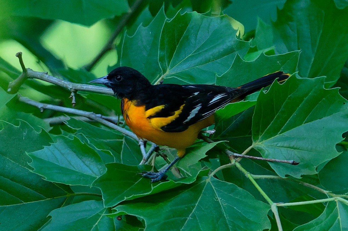 Baltimore Oriole - ML620359737