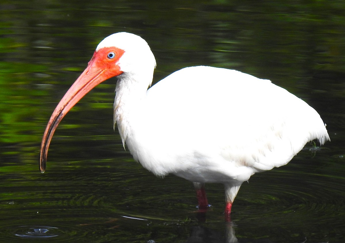 ibis bílý - ML620359739