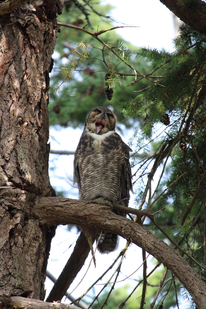 Great Horned Owl - ML620359749