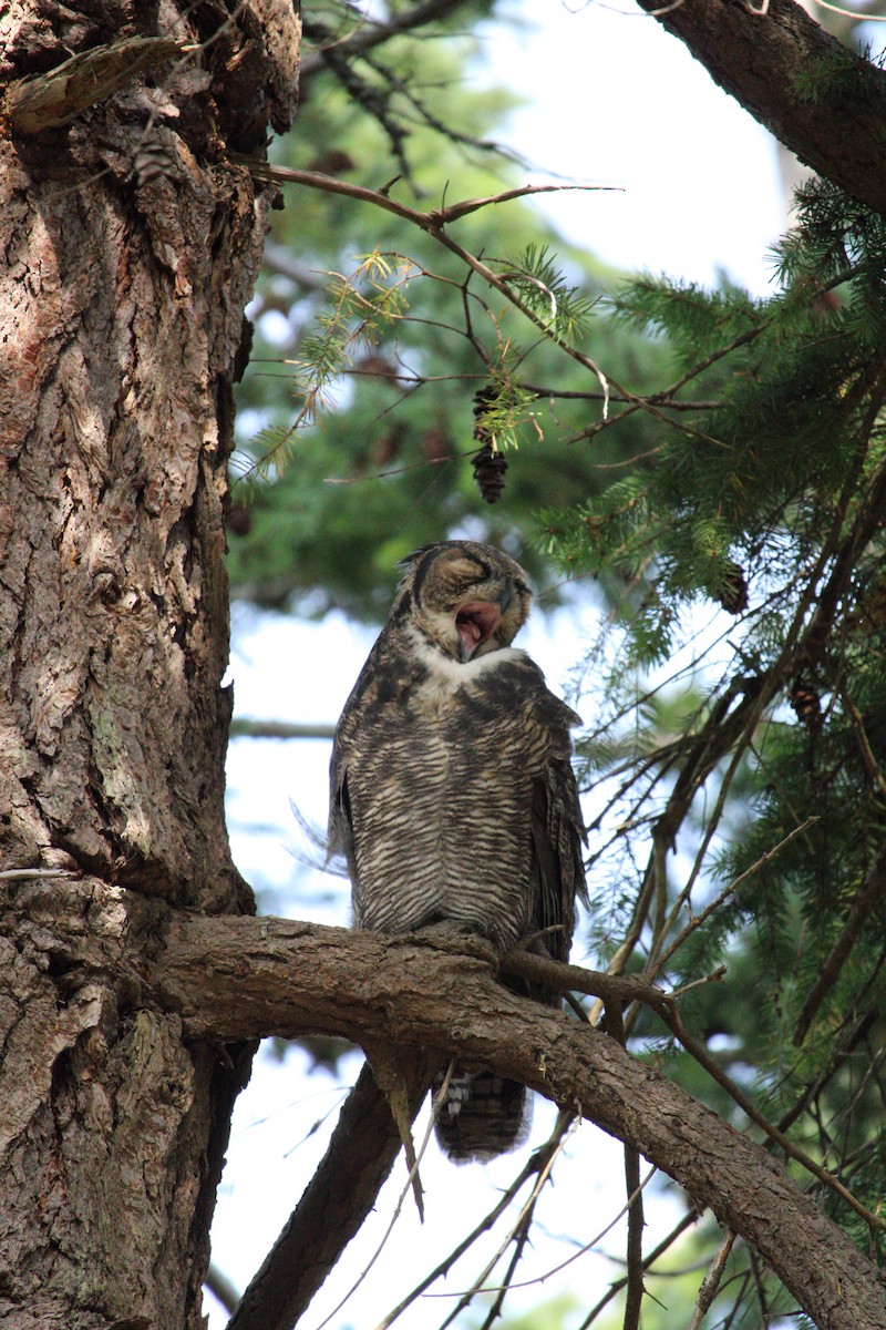 Great Horned Owl - ML620359750