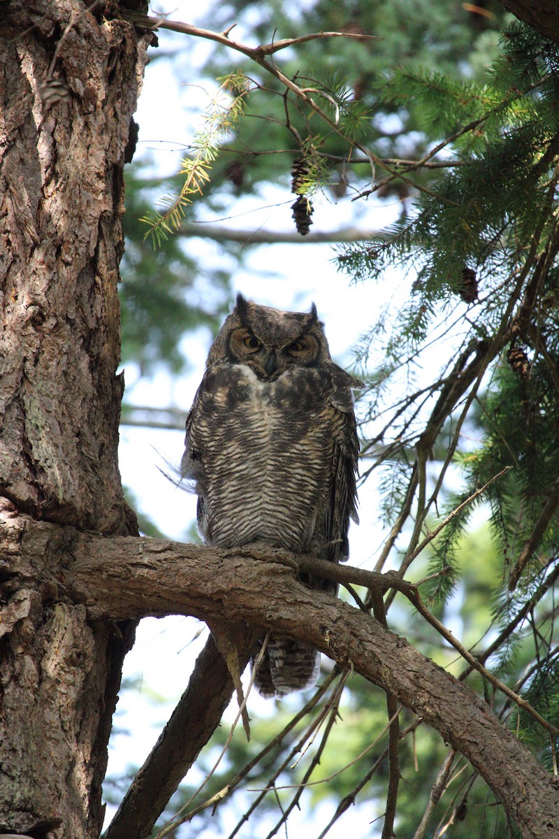 Great Horned Owl - ML620359751