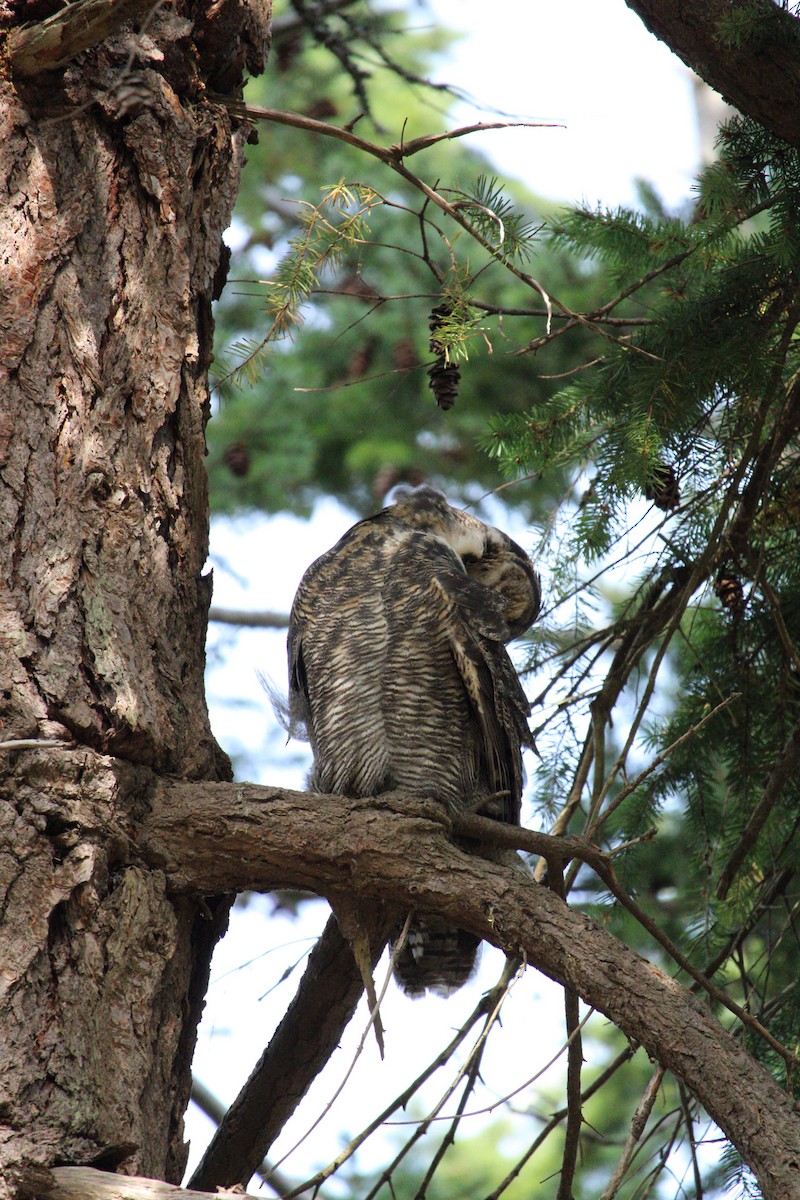 Great Horned Owl - ML620359752