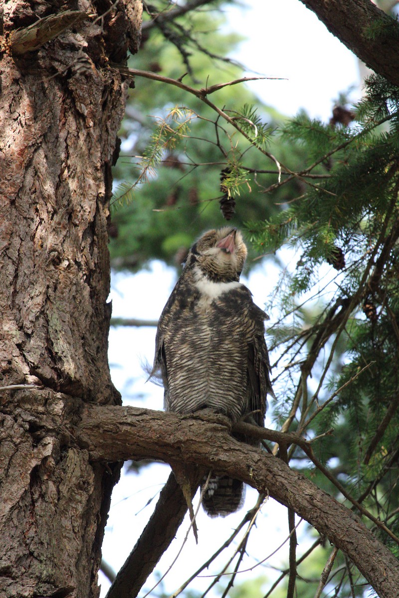 Great Horned Owl - ML620359753