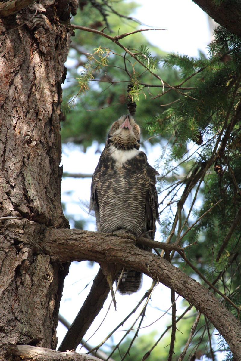 Great Horned Owl - ML620359754