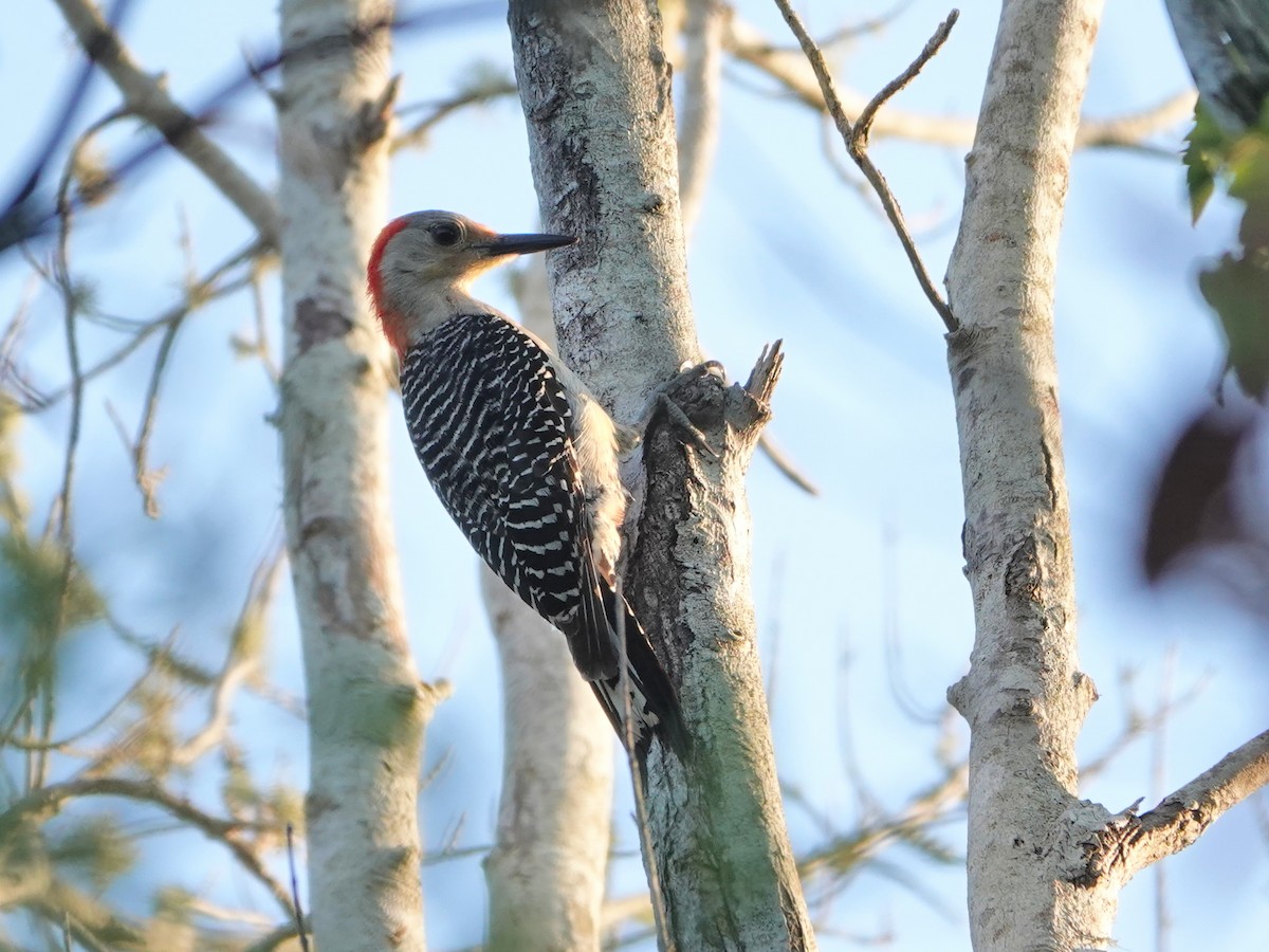 Red-bellied Woodpecker - ML620359763