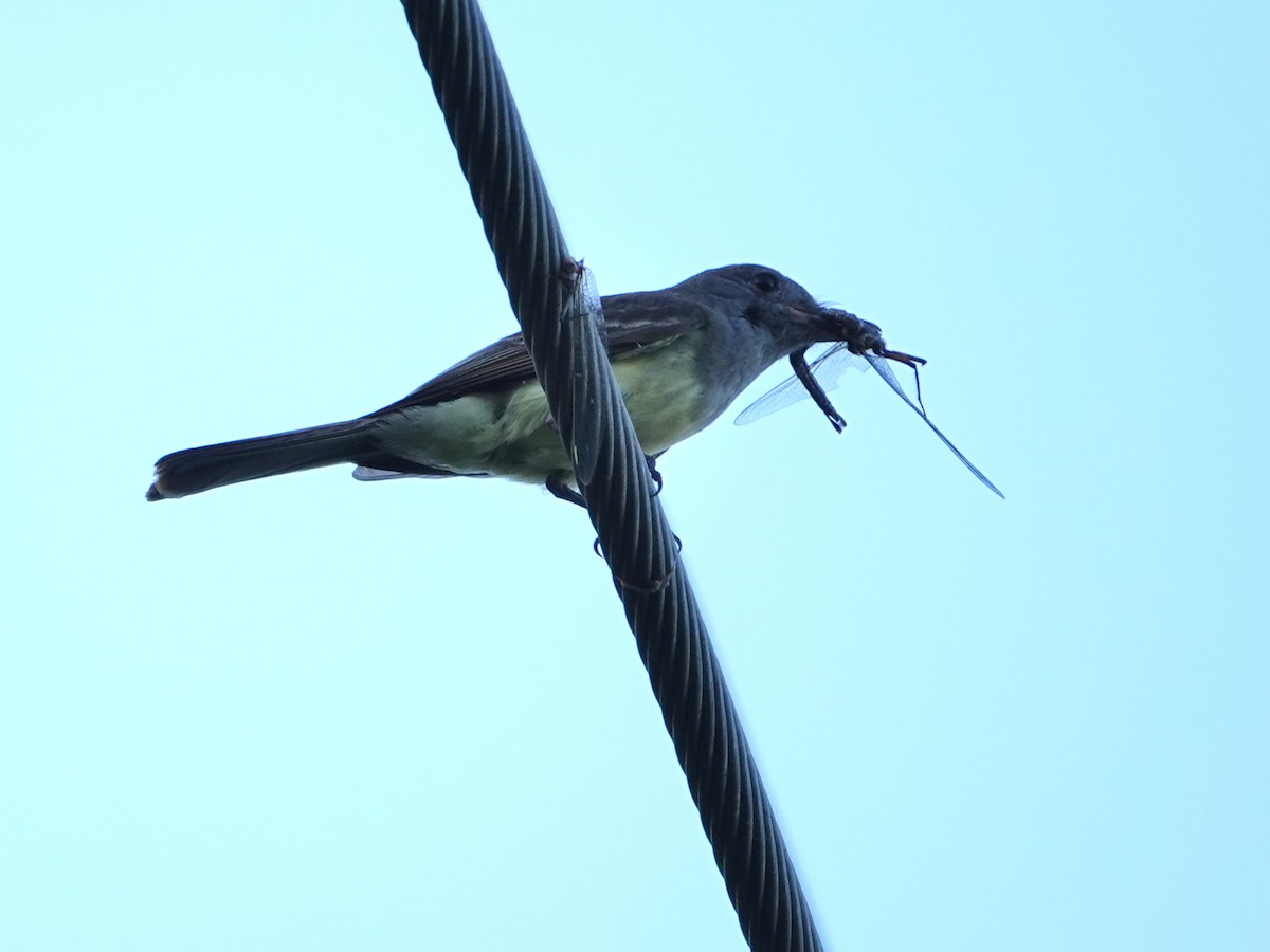 Great Crested Flycatcher - ML620359772