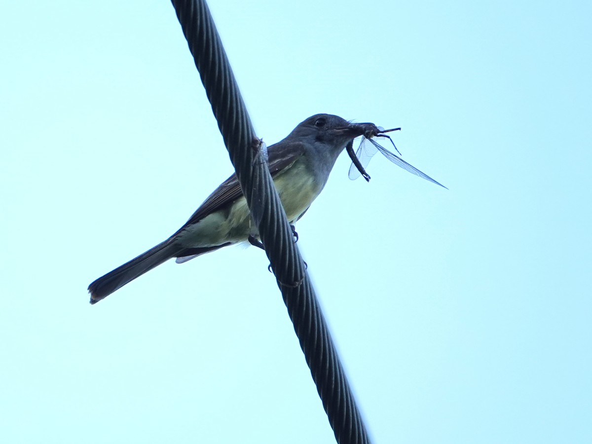 Great Crested Flycatcher - ML620359773