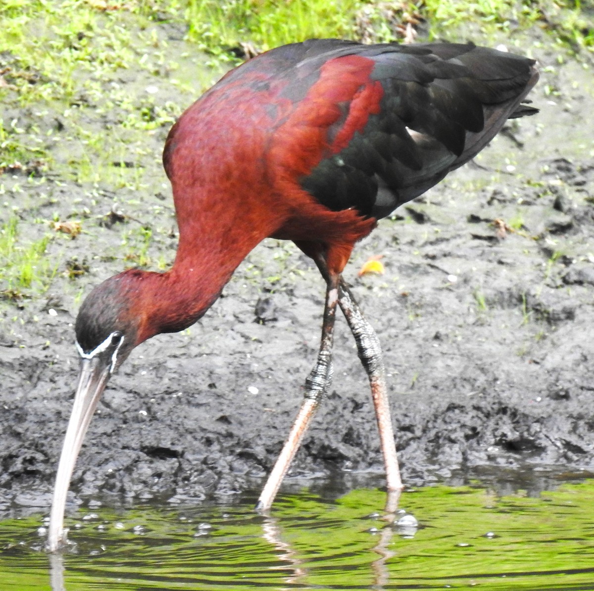 Glossy Ibis - ML620359777