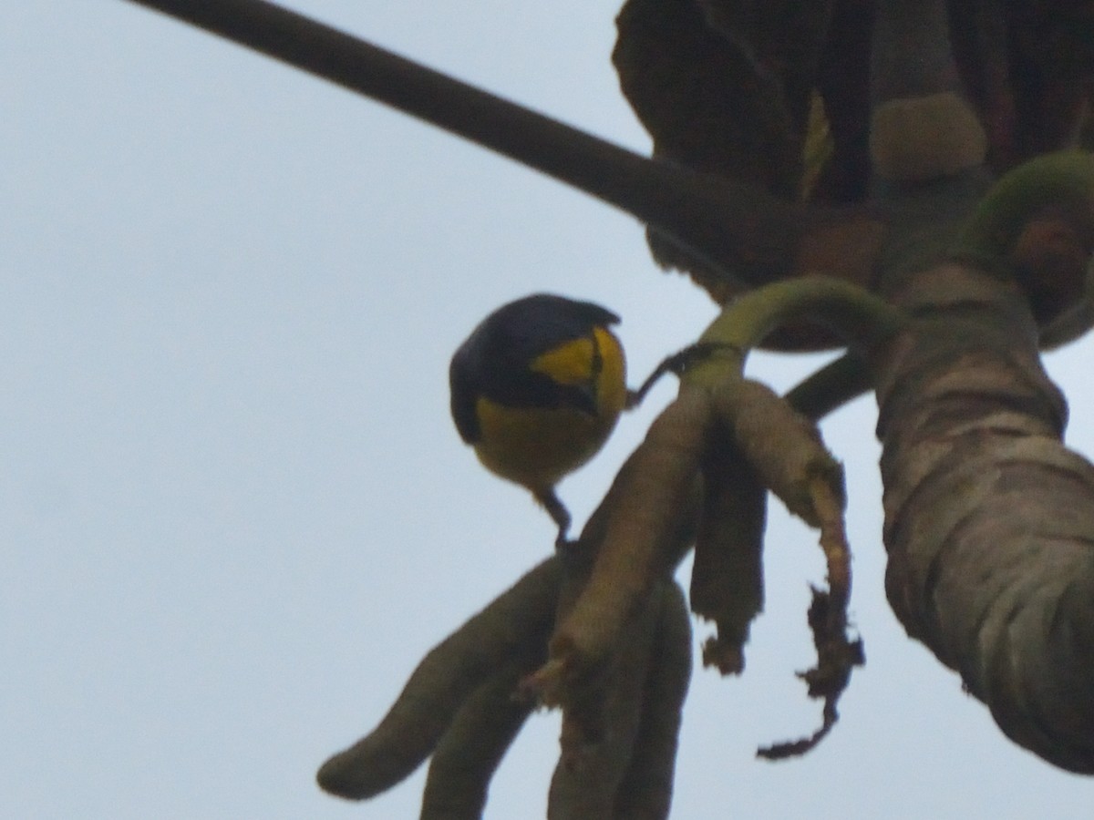 Yellow-throated Euphonia - ML620359783