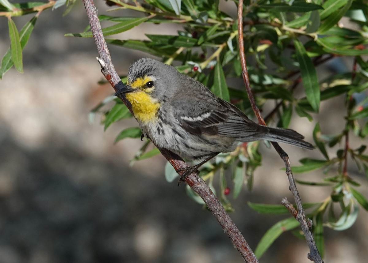 Grace's Warbler - Cathy Beck