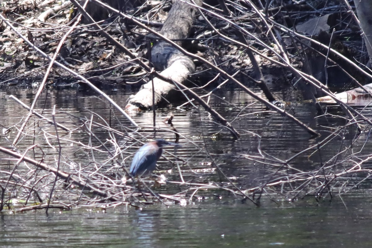 Green Heron - ML620359790