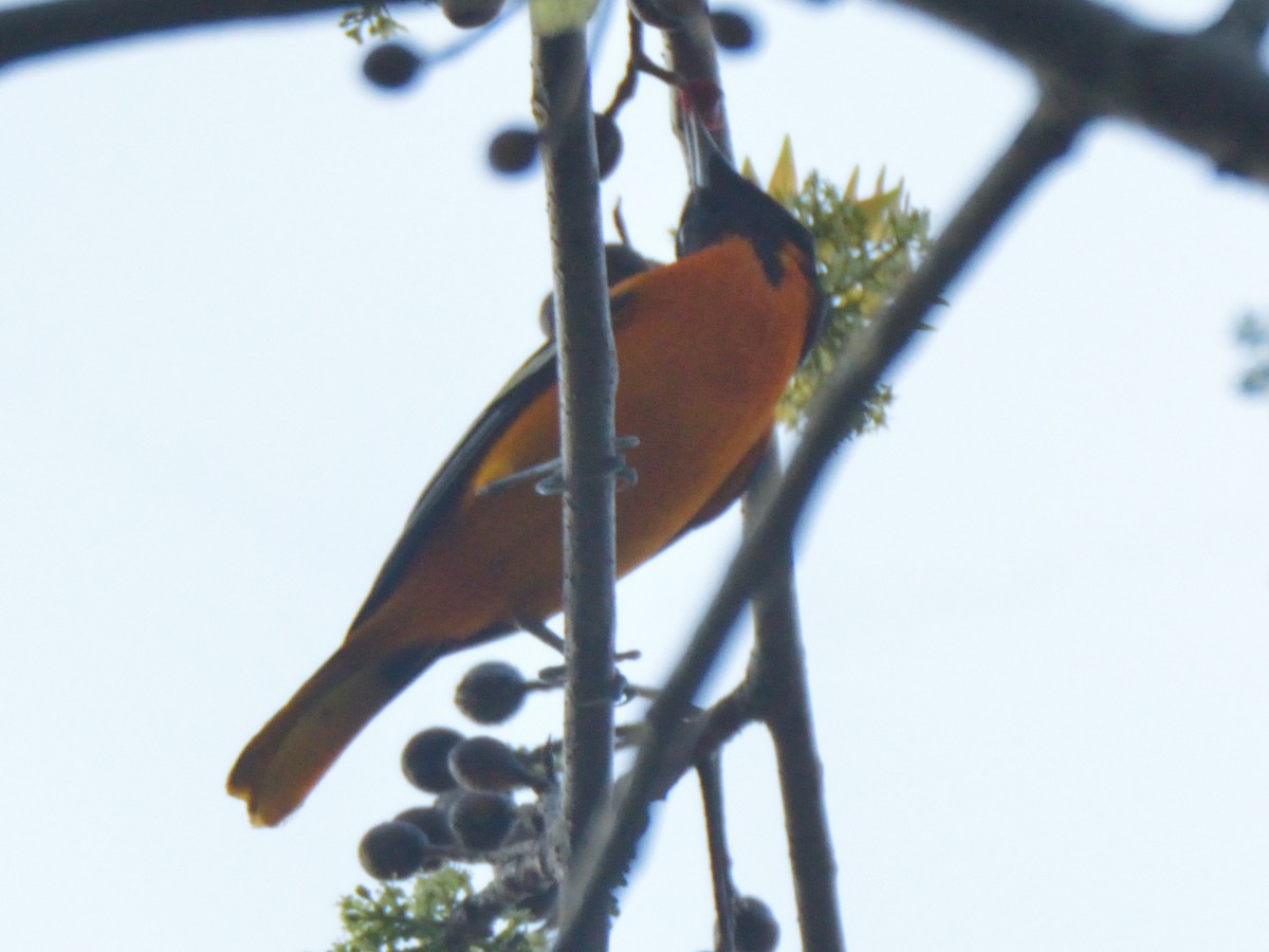 Baltimore Oriole - ML620359792