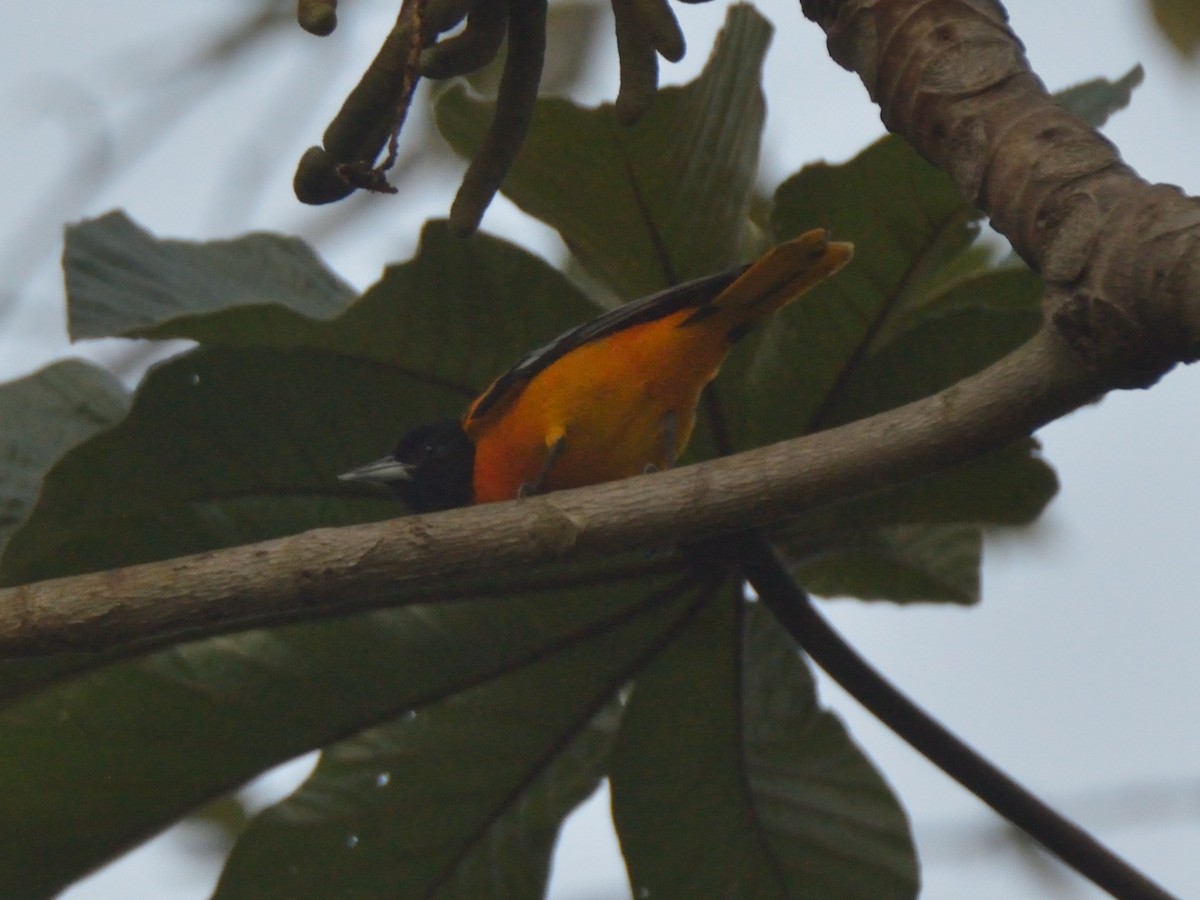 Oriole de Baltimore - ML620359793