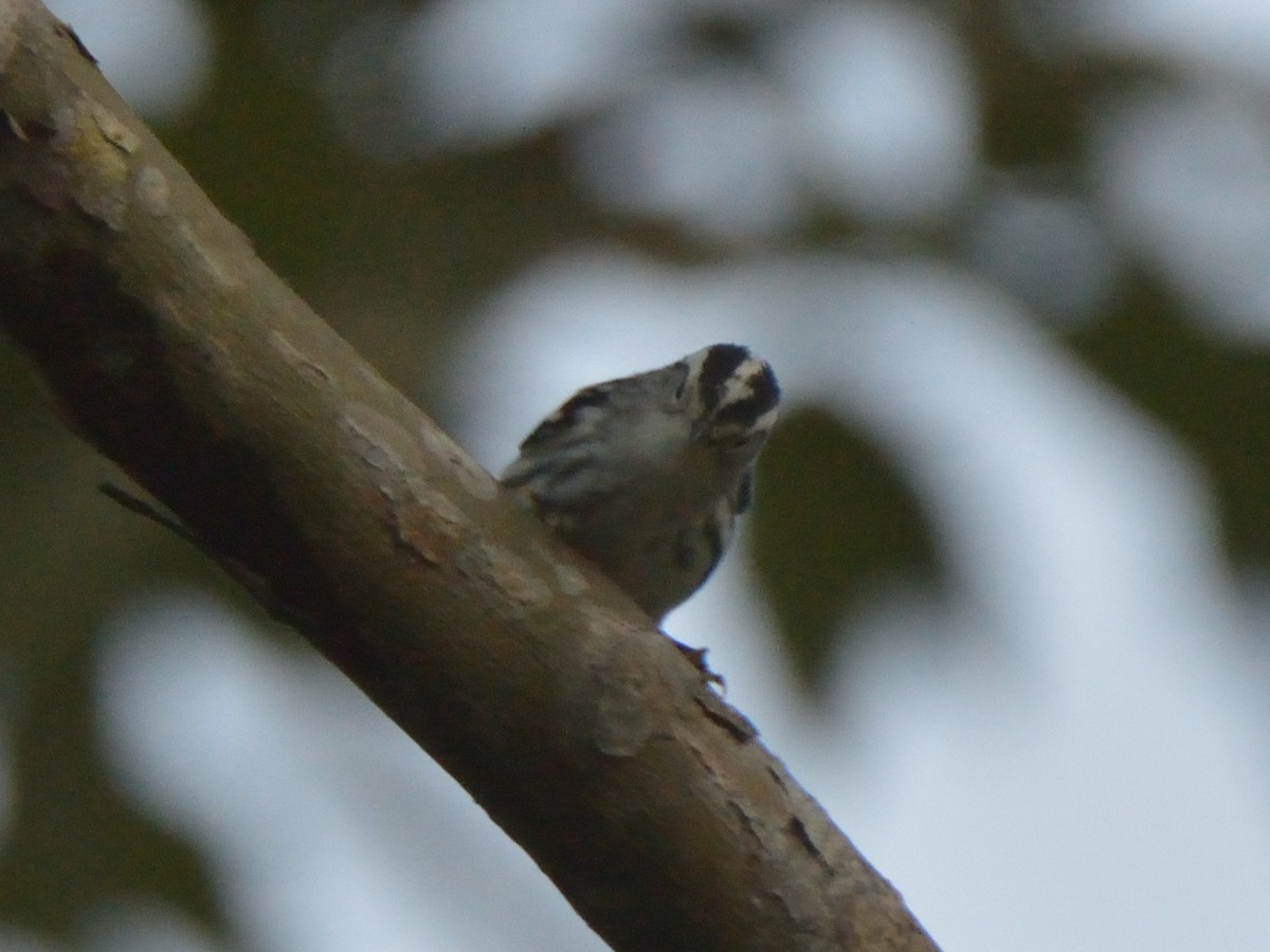 Black-and-white Warbler - ML620359807