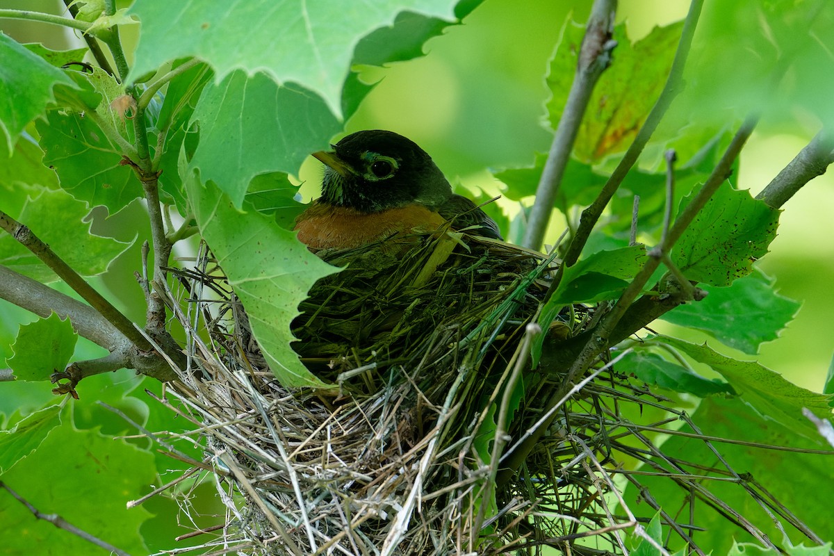 American Robin - ML620359818